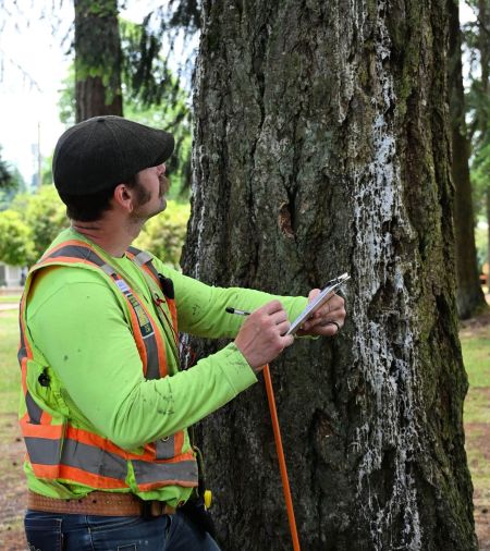 Eric consulting on a tree project